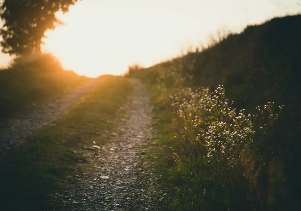 A dirt road with grass and bushes on it