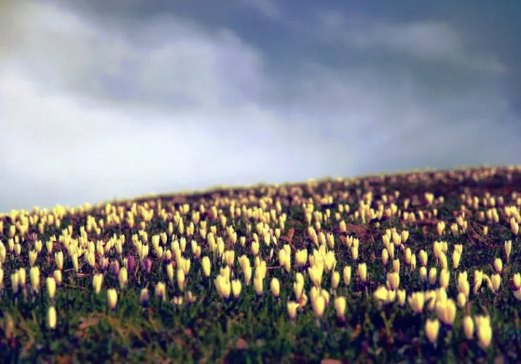 A field of flowers under a cloudy sky.