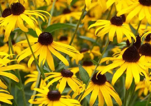 A close up of yellow flowers with green leaves