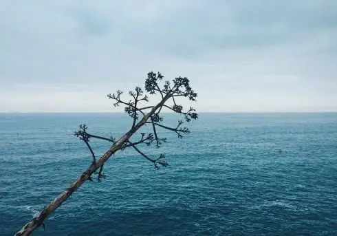 A tree branch in front of the ocean.